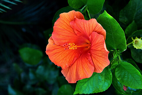 Hibiscus---Gentle-Beauty-and-Grace