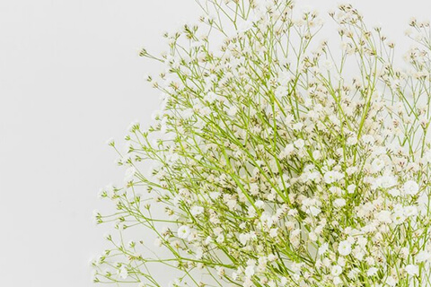 Babys-Breath---Blessings-and-Loyalty
