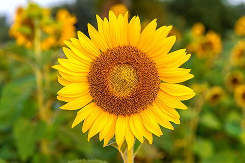 Sunflower---Loyalty,-Love,-and-Friendship