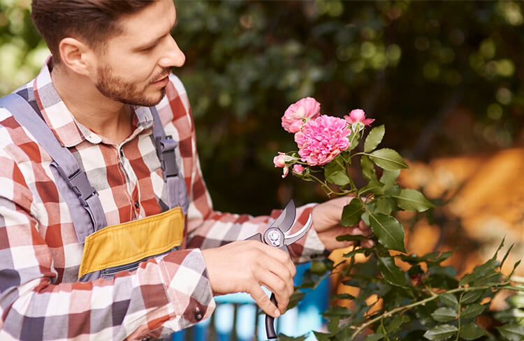 Harvesting-and-Meticulous-Handling