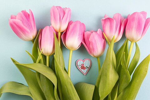 Tulip---Perfect-Love-and-Gratitude