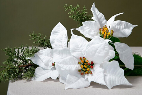 Lily---Purity-and-Noble-Elegance