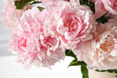 Carnation