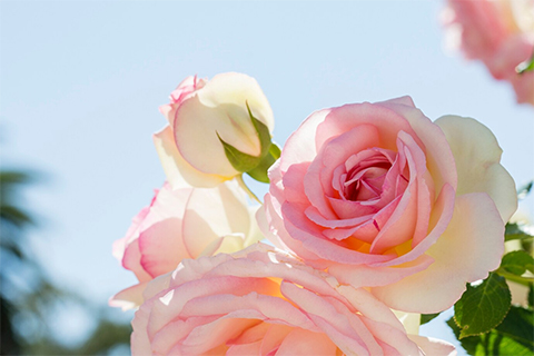 Rose---Elegance-in-Love