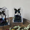 Butterfly Rose Small Square Box Preserved Flower