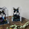 Butterfly Rose Small Square Box Preserved Flower