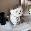 White Puppy With Hat Preserved Flower