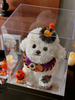 Halloween Eternal Flower Bichon Puppy Doll Gift Box Home Decor Gift for Best Friends And Girlfriends Birthday Gifts