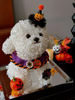 Halloween Eternal Flower Bichon Puppy Doll Gift Box Home Decor Gift for Best Friends And Girlfriends Birthday Gifts