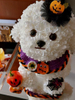 Halloween Eternal Flower Bichon Puppy Doll Gift Box Home Decor Gift for Best Friends And Girlfriends Birthday Gifts
