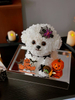 Halloween Style Marzis Immortal Flower Gift Box Compared To Bear Puppy Ornament Birthday Gift for Girlfriend